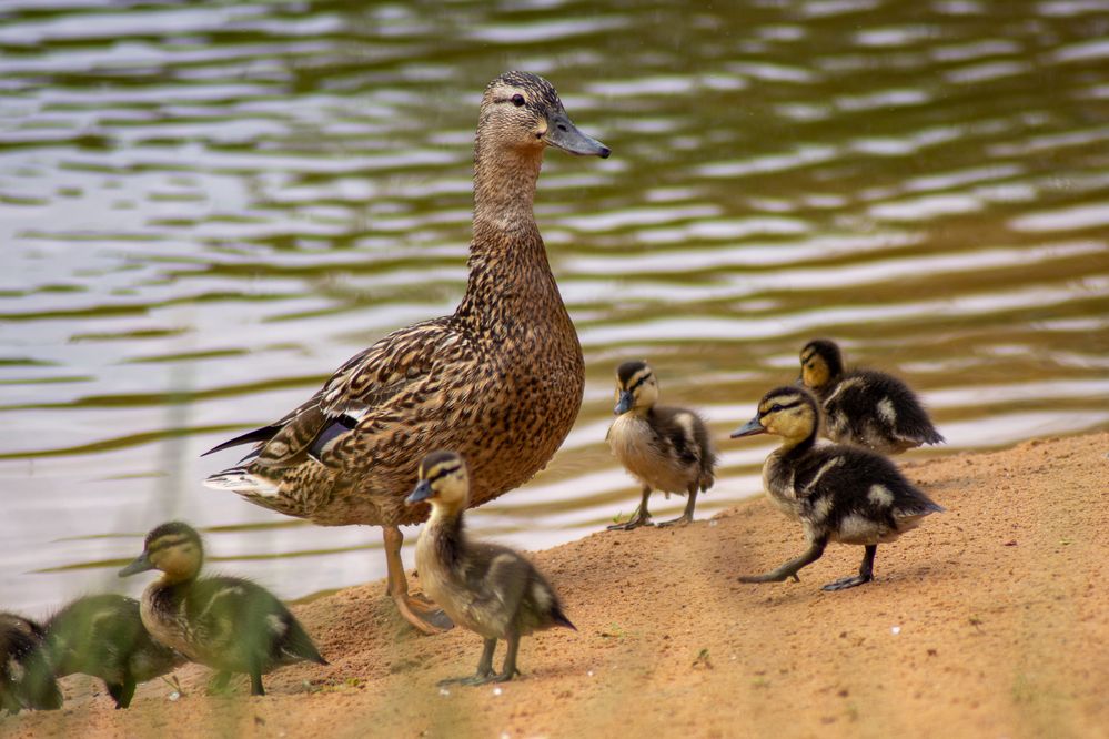 Фотография автора Нина Шкляр