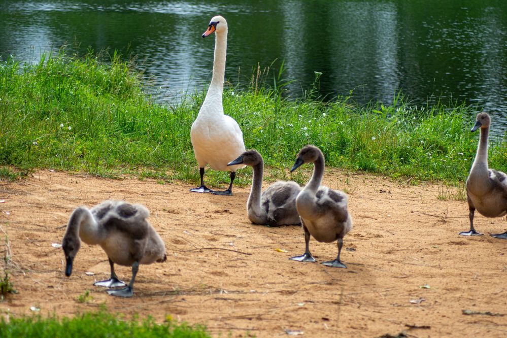 Фотография автора Нина Шкляр