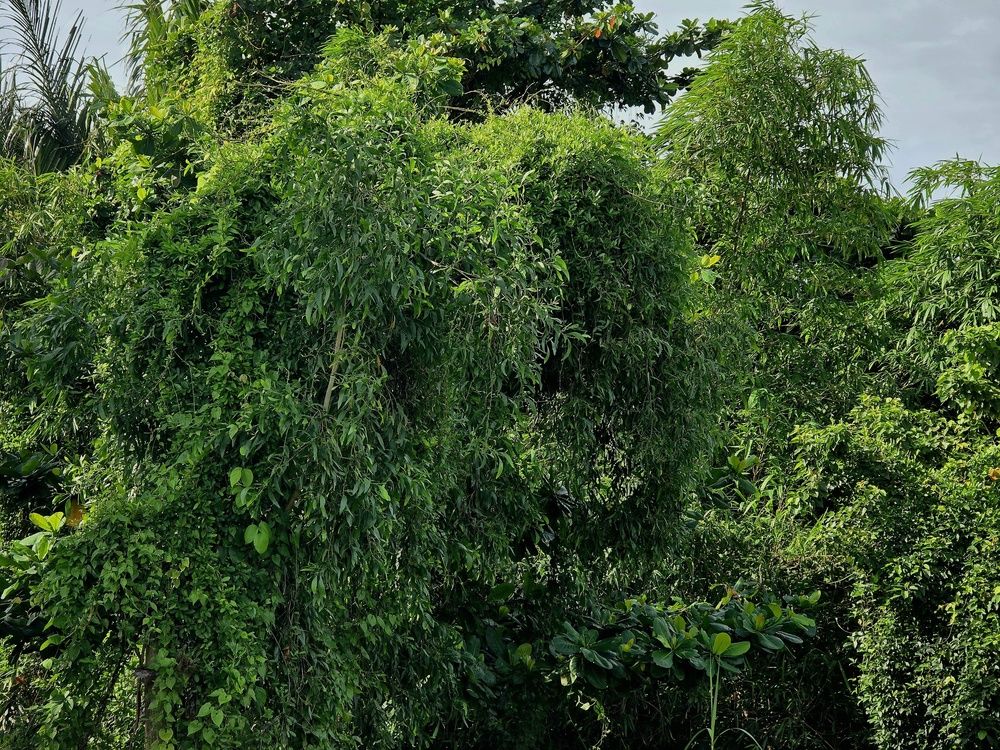 Photograph by Chau Nguyen