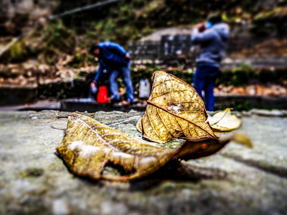 Фотография автора savitri Rawat