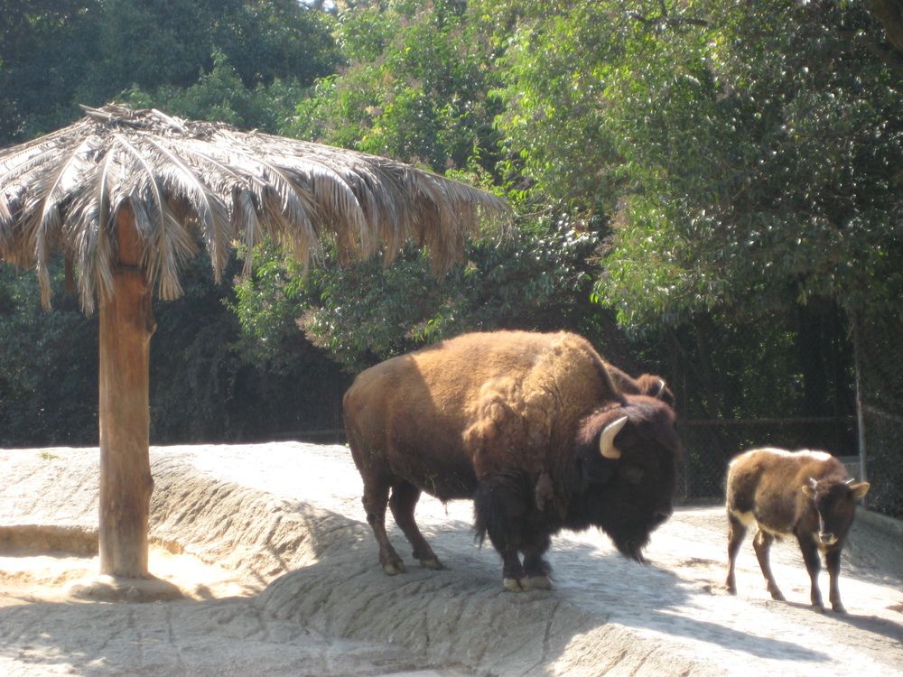 Фотография автора Елена Александрова