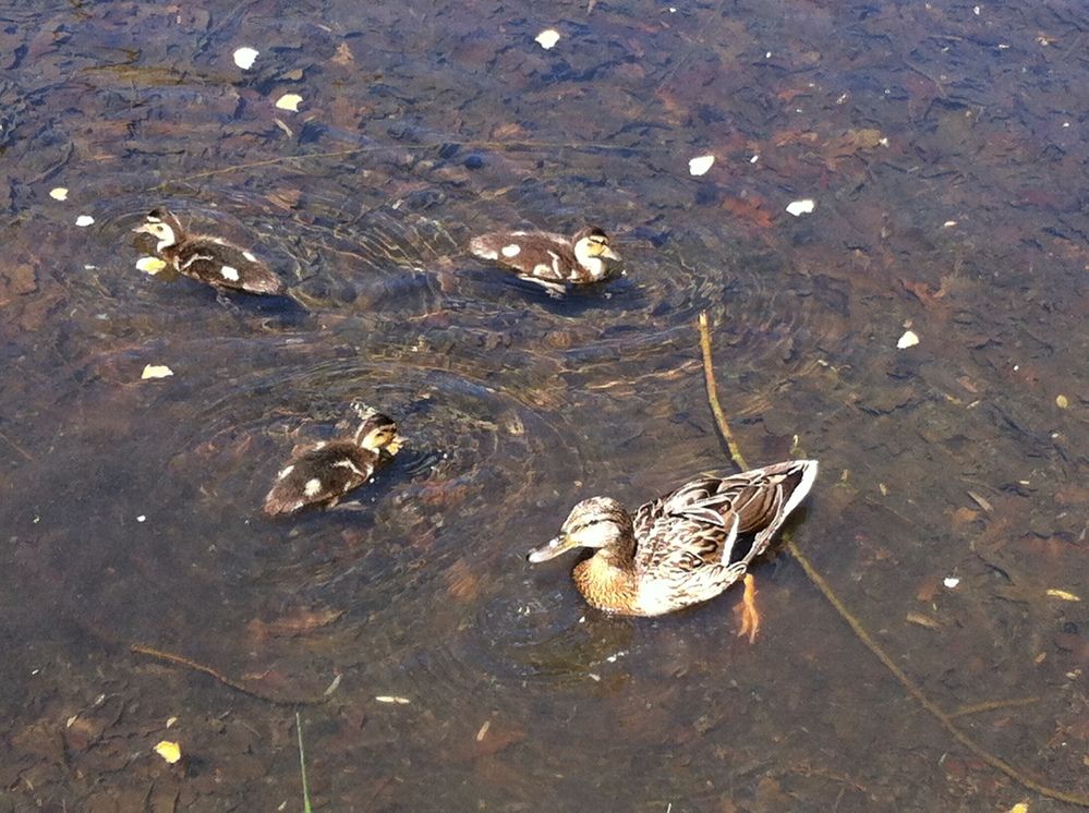 Фотография автора Елена Александрова