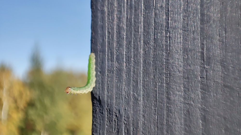 Photograph by Denis Phominov