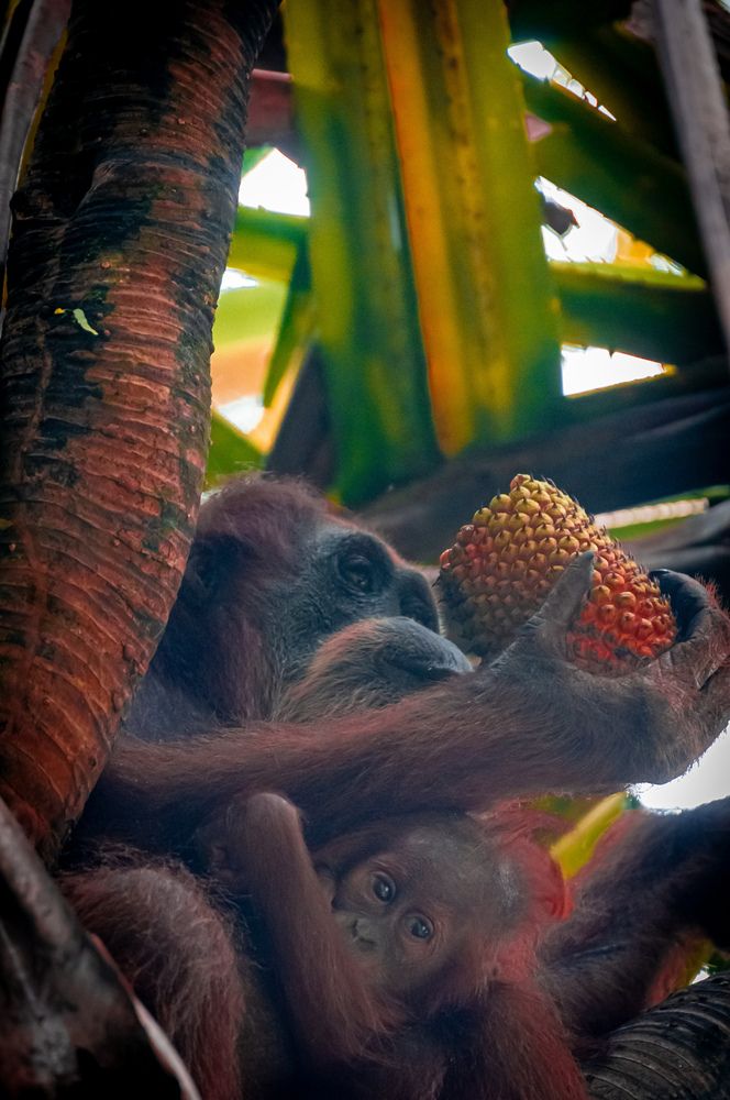 Photograph by sutan naga effendy