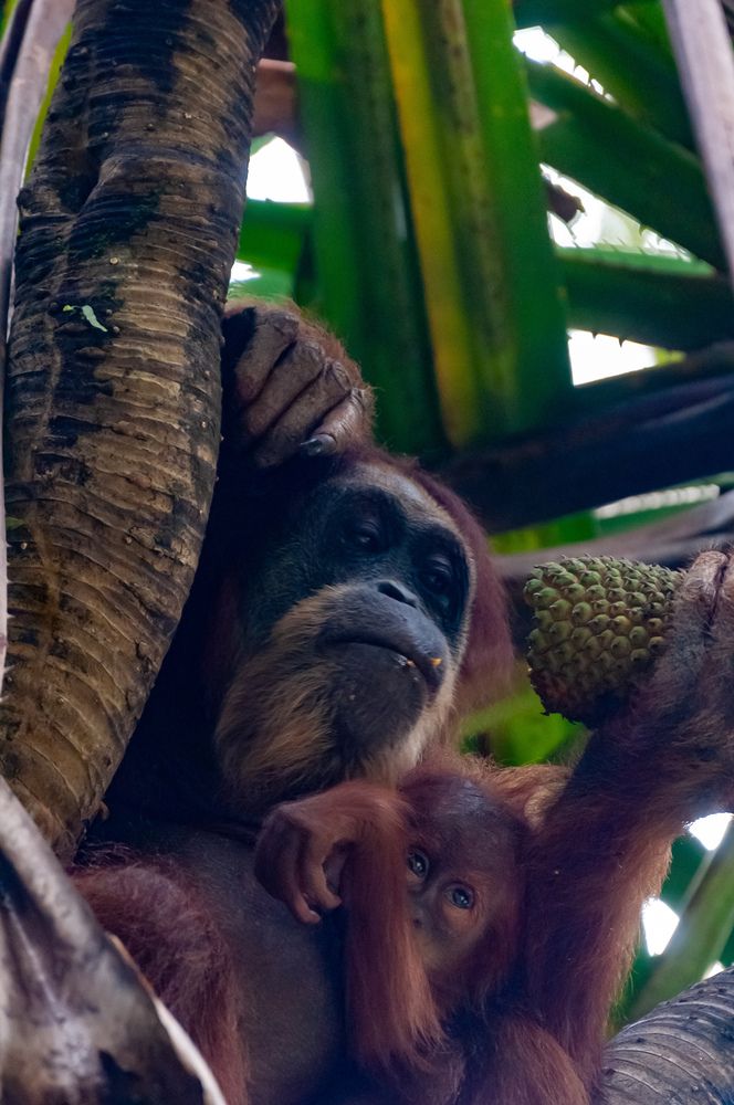 Photograph by sutan naga effendy