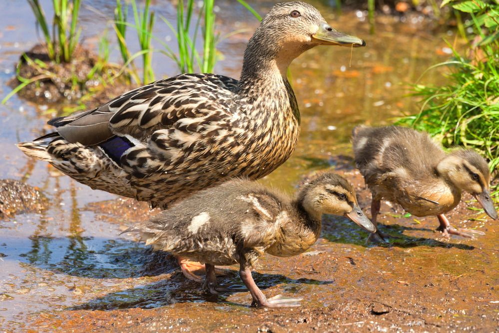 Photograph by Ольга Якубова