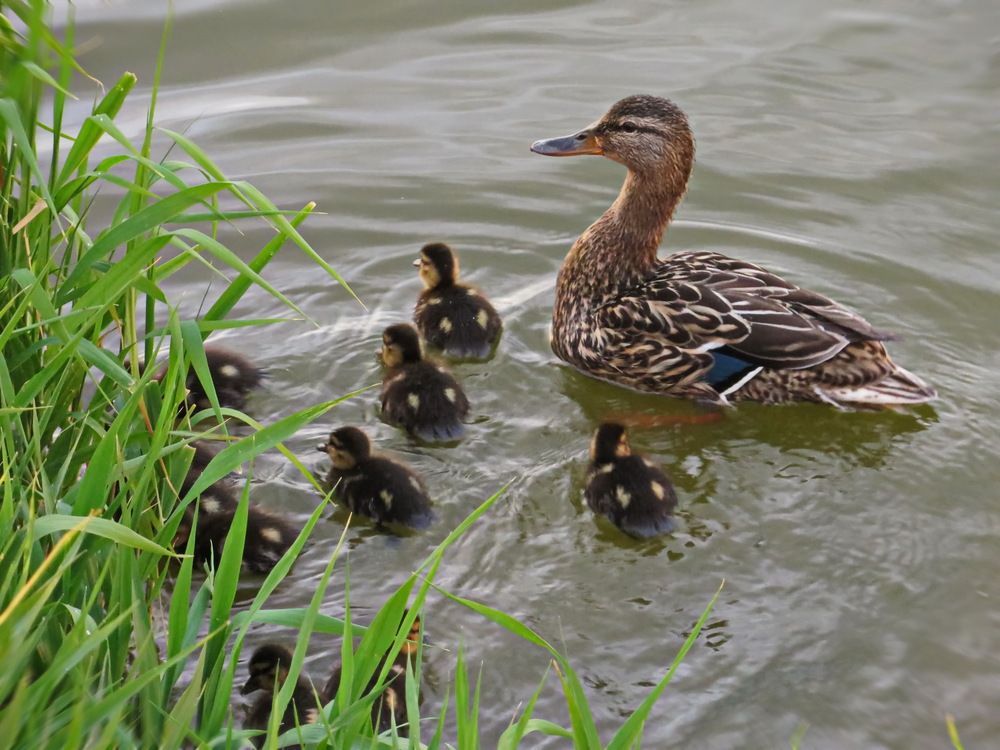 Плыви-плыви утёнок