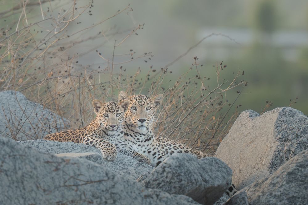 Photograph by Narayanan Iyer