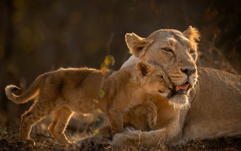 Photograph by Narayanan Iyer
