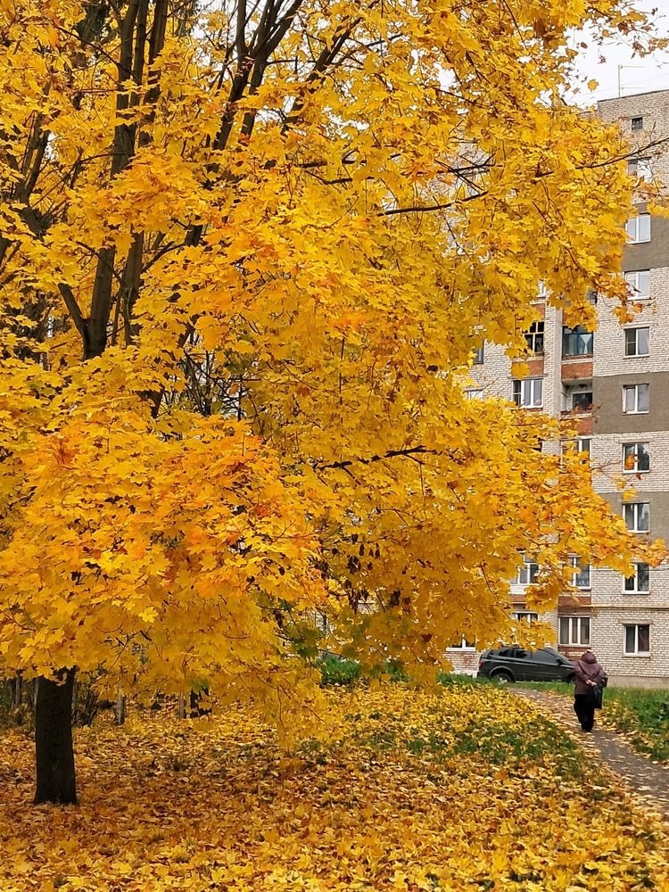 Золотая осень