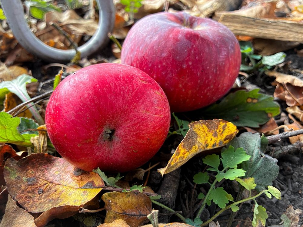 Photograph by Михаил Шевцов