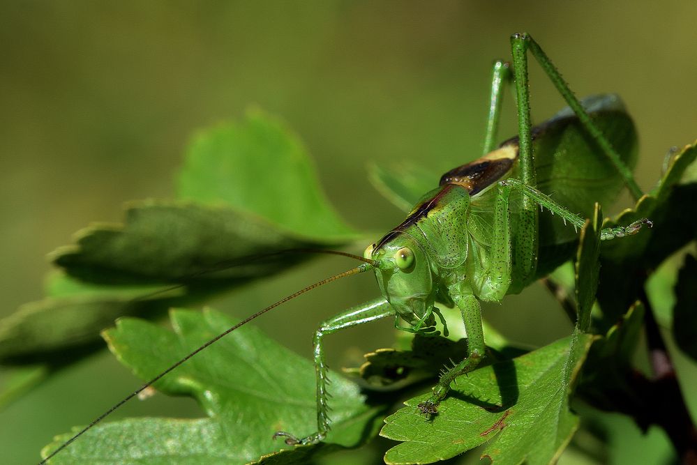 Photograph by Корнейчук Игорь