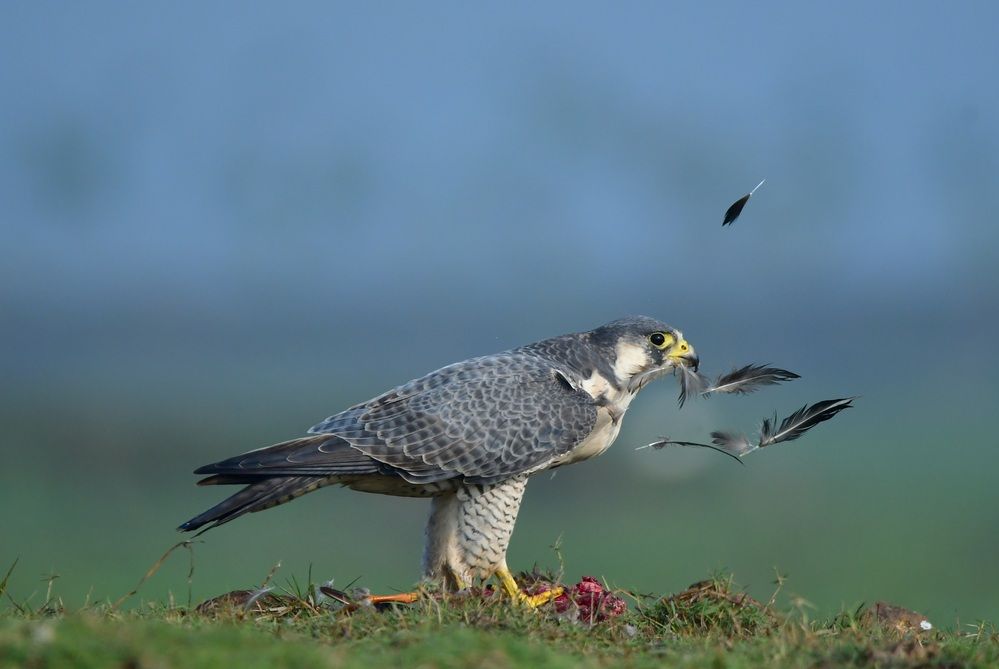 The peregrine falcon embodies both elegance and raw power