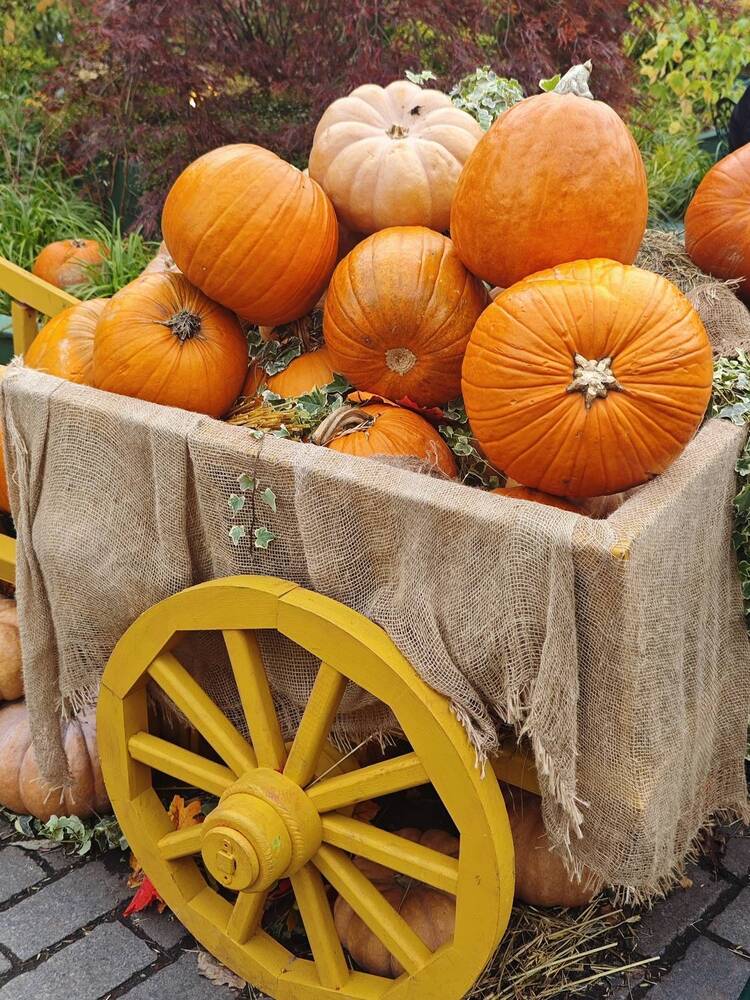 Photograph by Елена Шоколенко