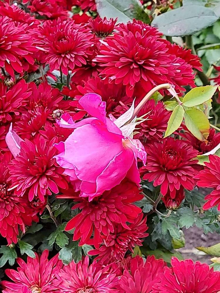 Photograph by ЭЛЬМИРА  ИСМАИЛОВА