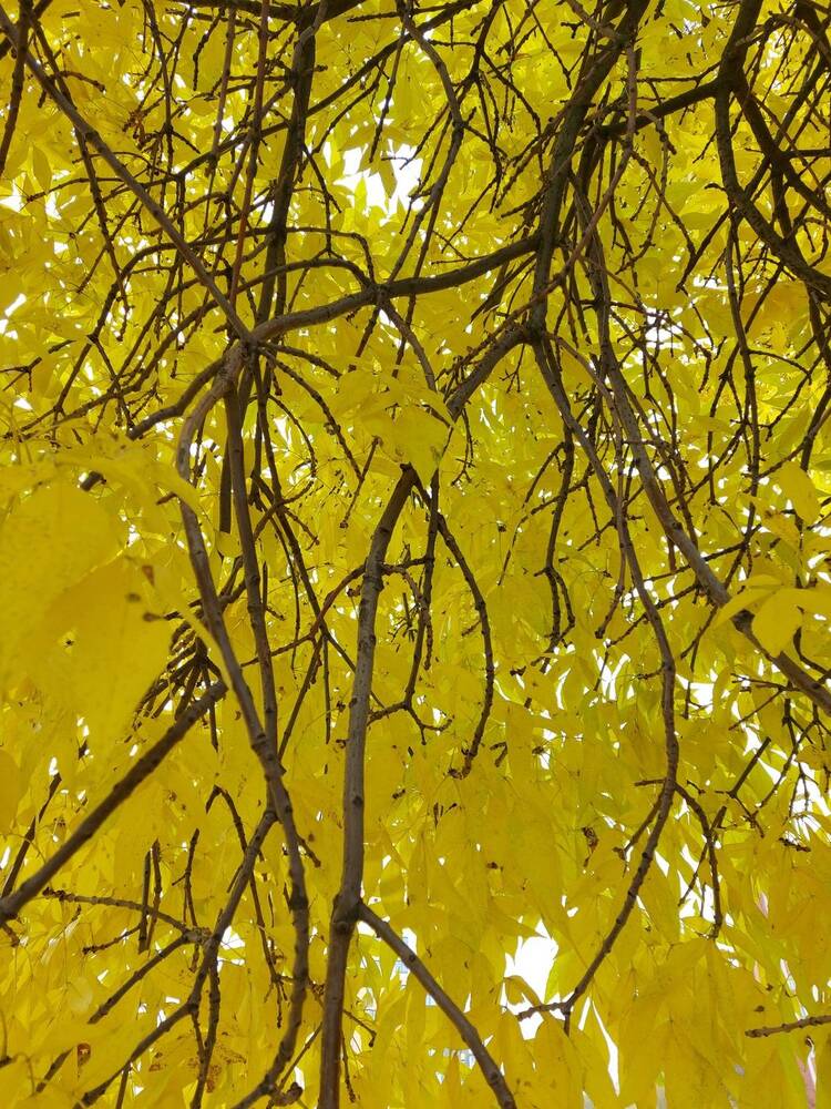 Photograph by ЭЛЬМИРА  ИСМАИЛОВА