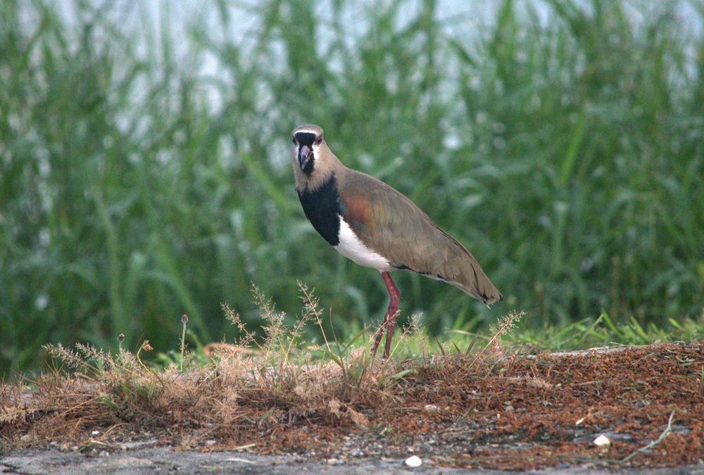 Фотография автора Camilo Martinez