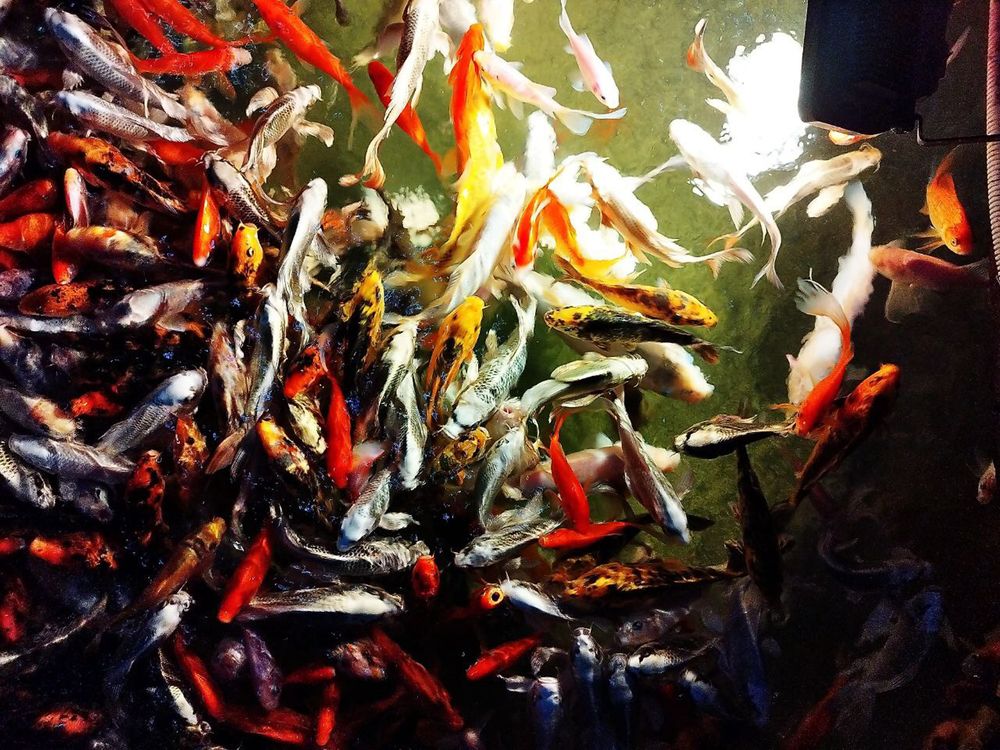 Photograph by Александра Ануфриева