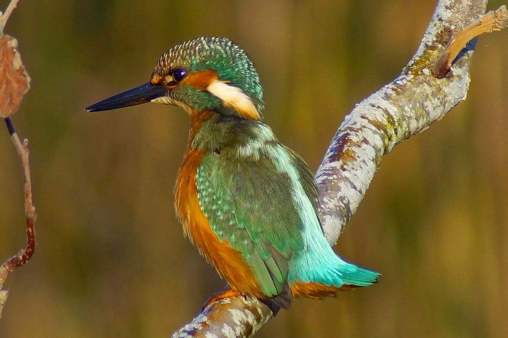 Красавец зимородок.Handsome kingfisher.