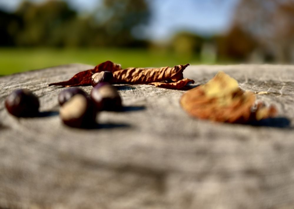 Photograph by Elena Bitar