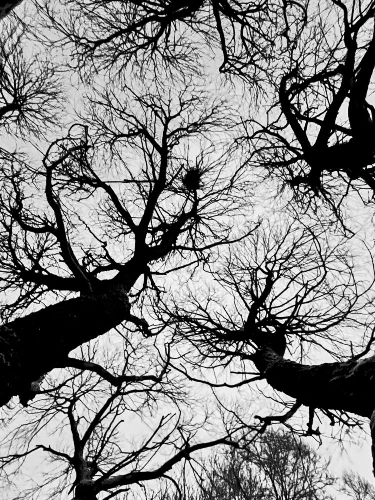 Сосуды леса