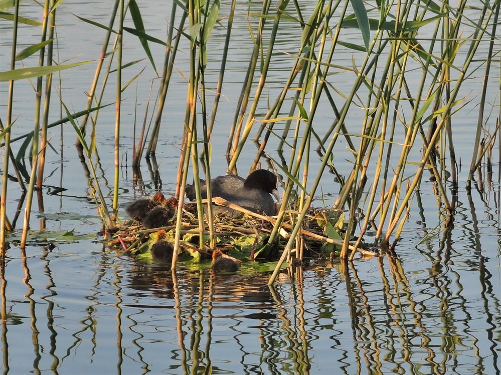 Лысушкины дети