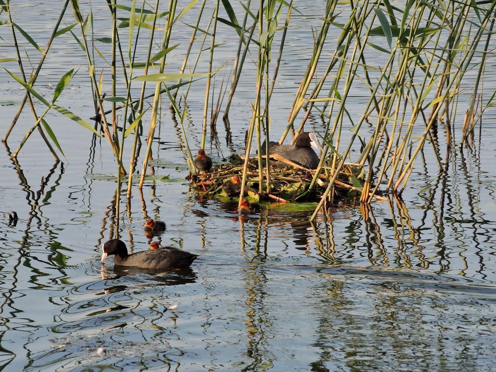 Лысушкины дети