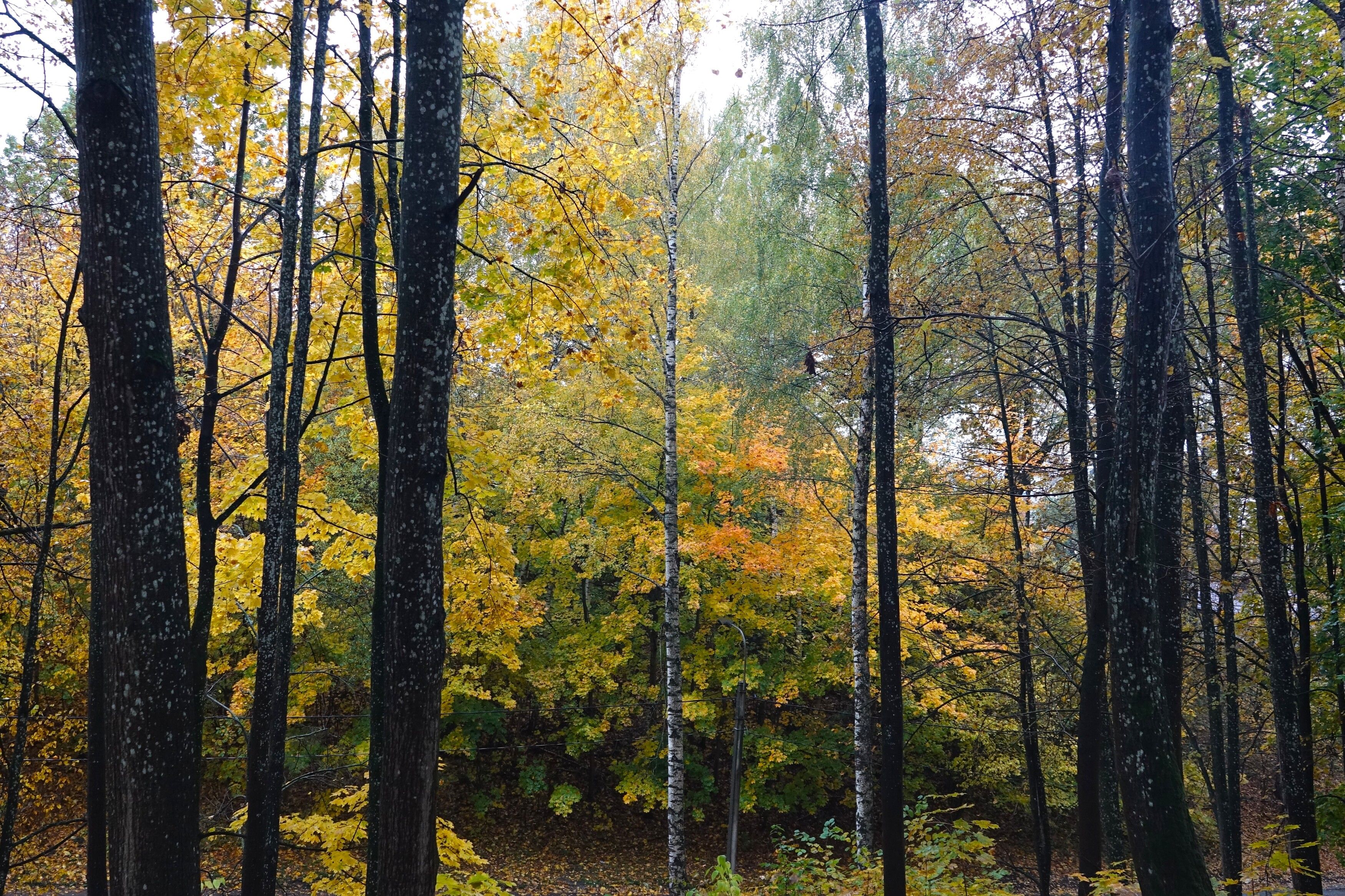 Photograph by jelena konickaja