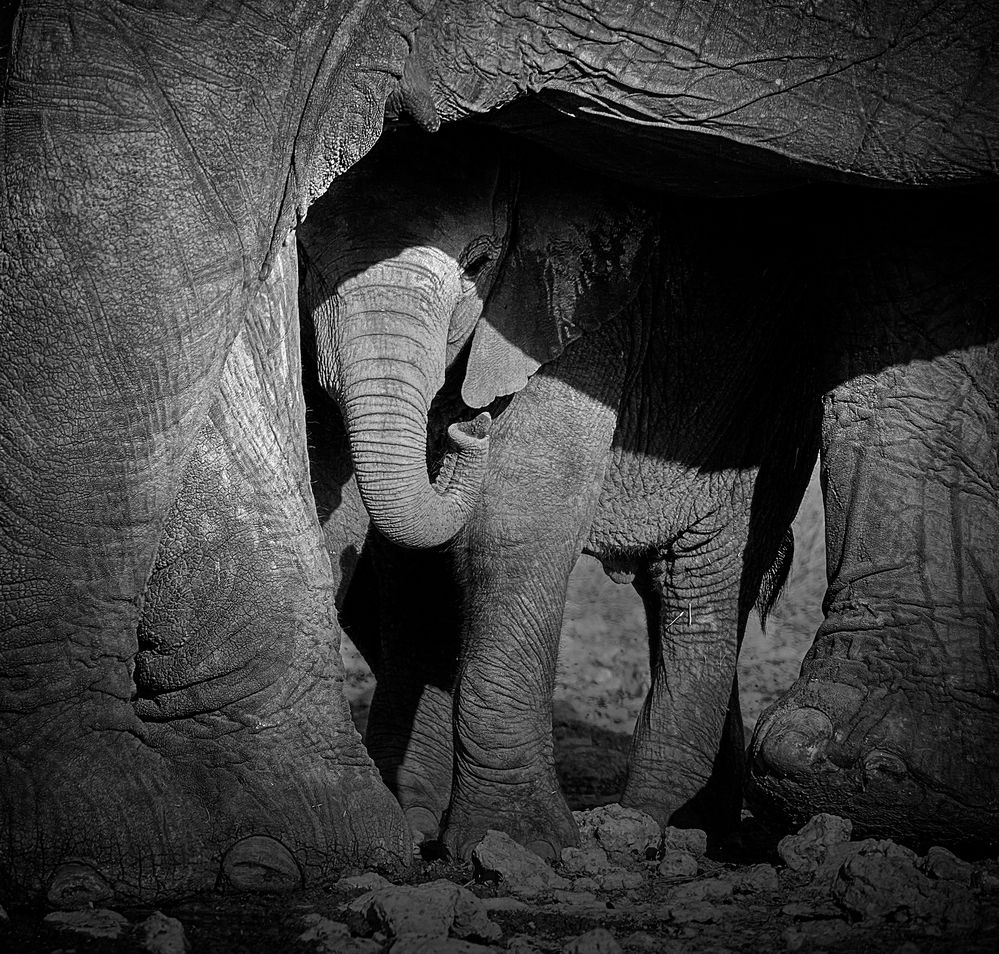 Photograph by Boris Bekelman