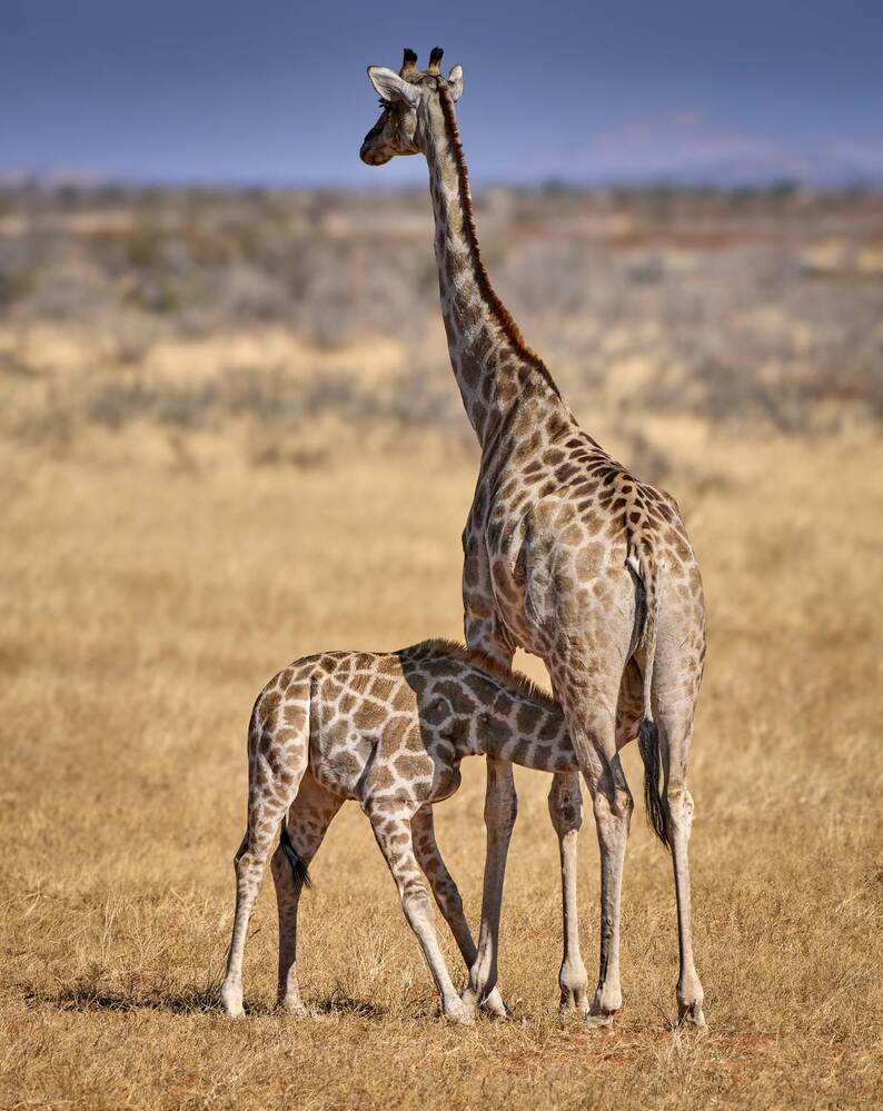 Photograph by Boris Bekelman