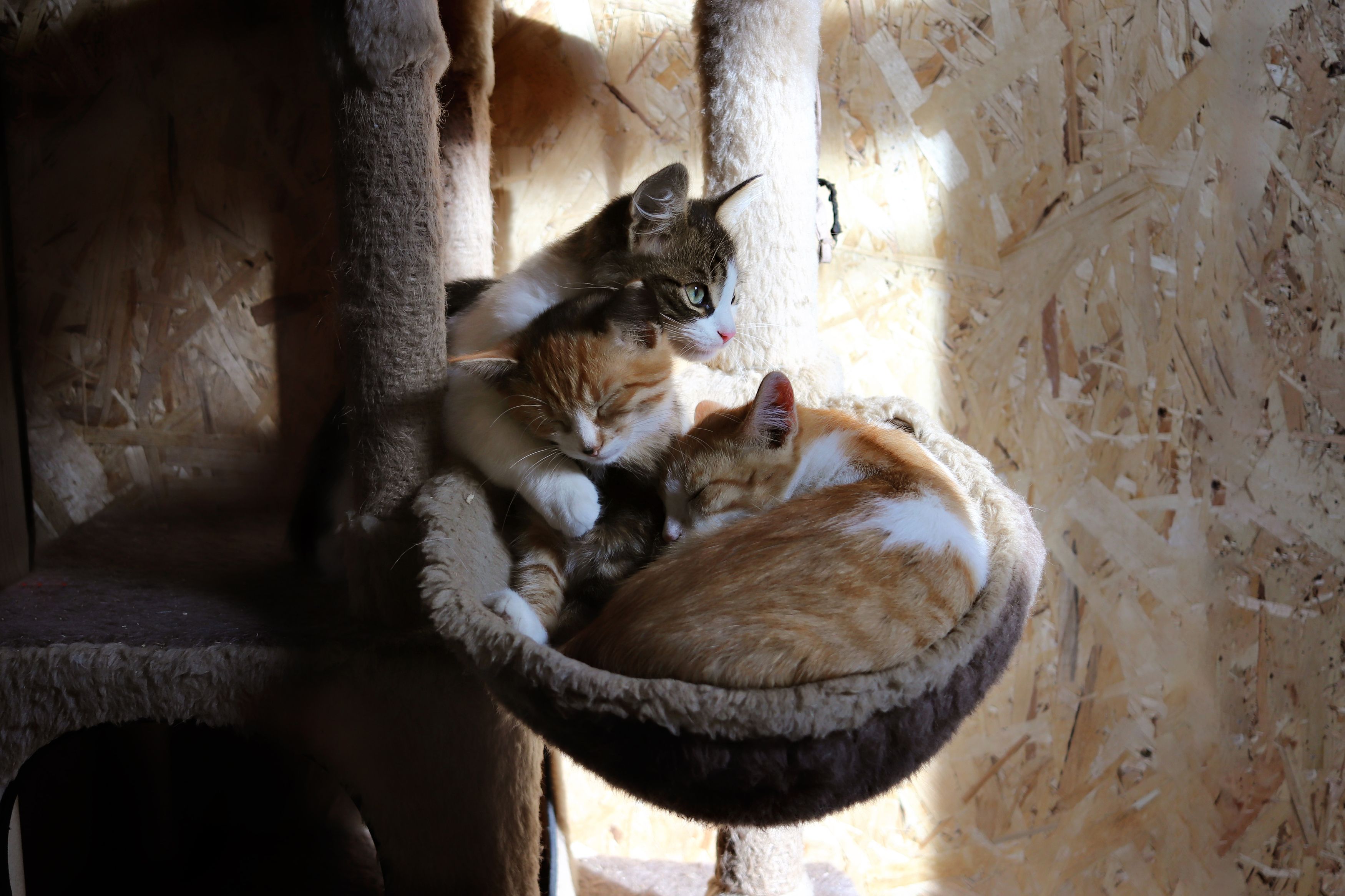 Photograph by Екатерина Самошкина