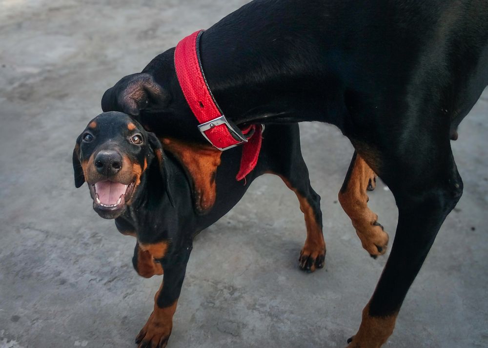 Love,Wrapped in Play