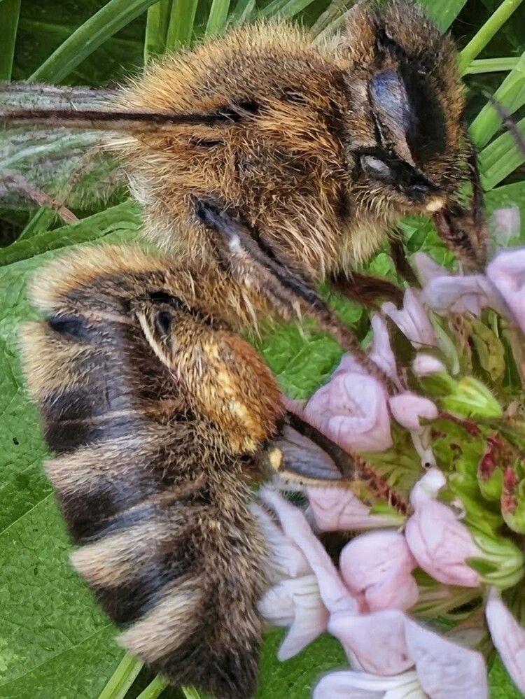 Detailed Honeybee