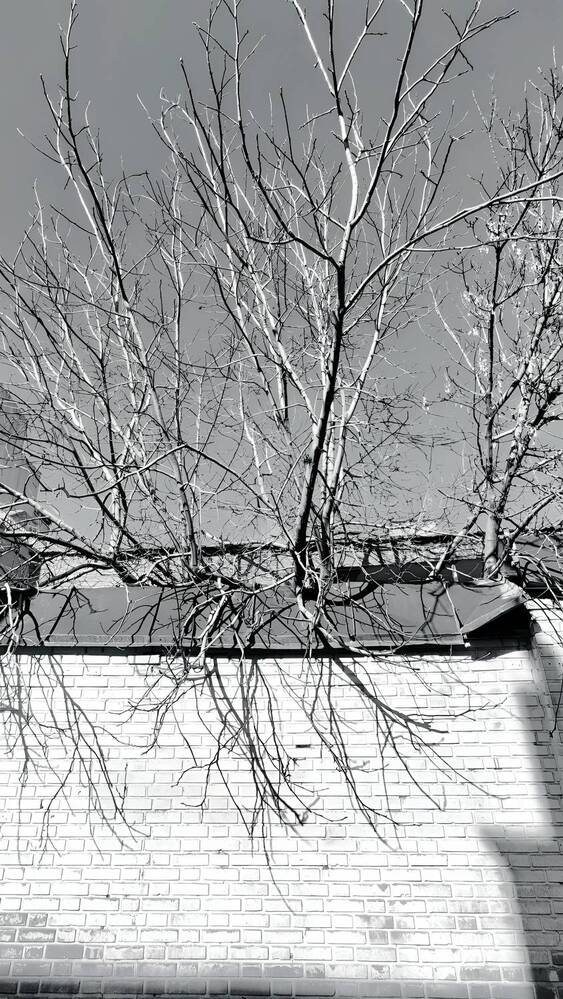 Photograph by Amir Hosein Shokrabadi