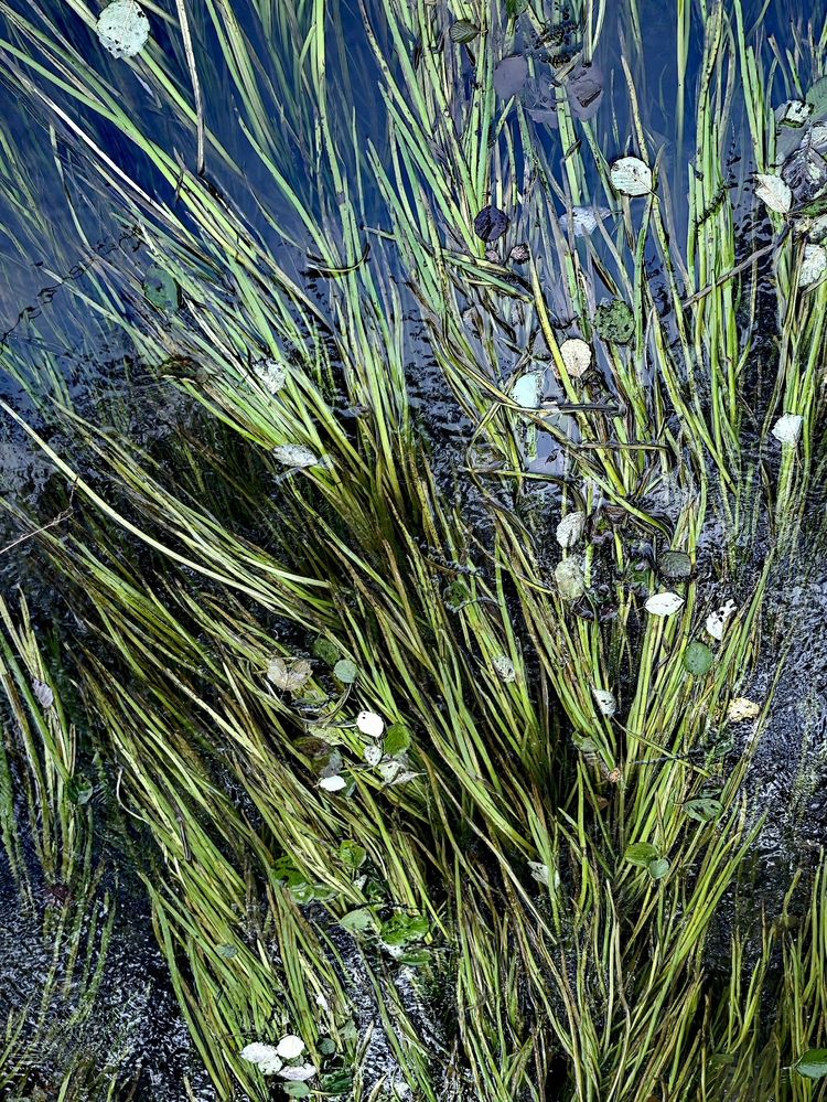 Течёт ручей