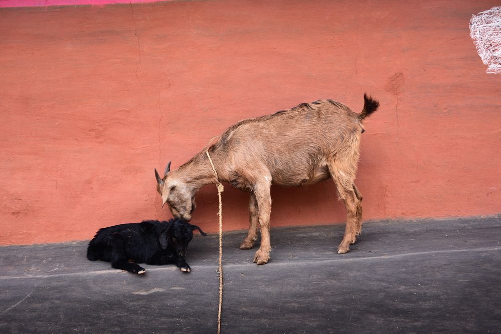 Photograph by Debasish Sen