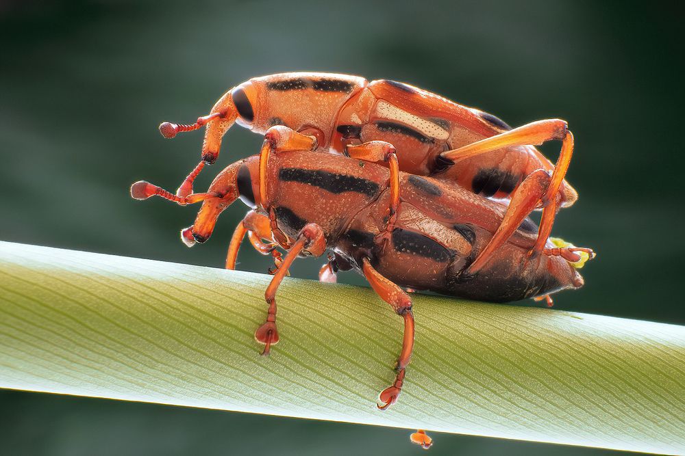 Photograph by Li Chen-You