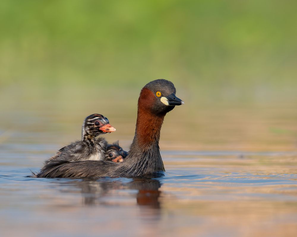 Photograph by Mainak Halder