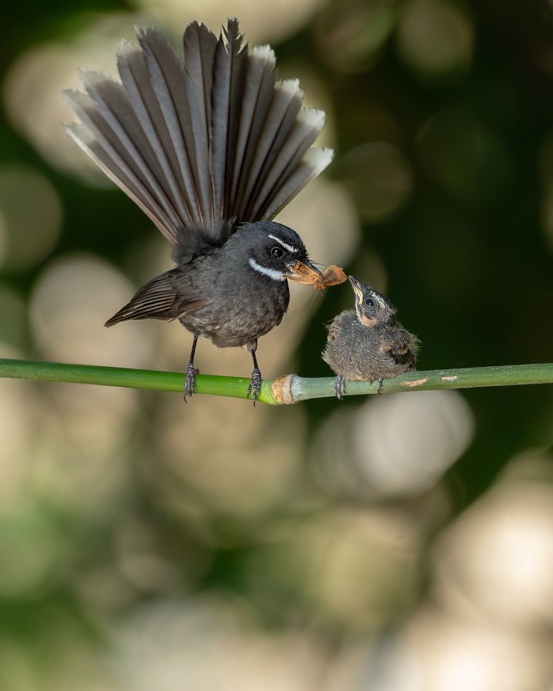 Photograph by Mainak Halder
