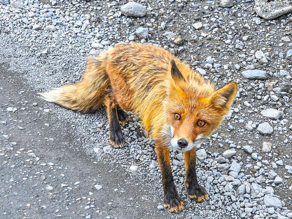 Лисёнок.