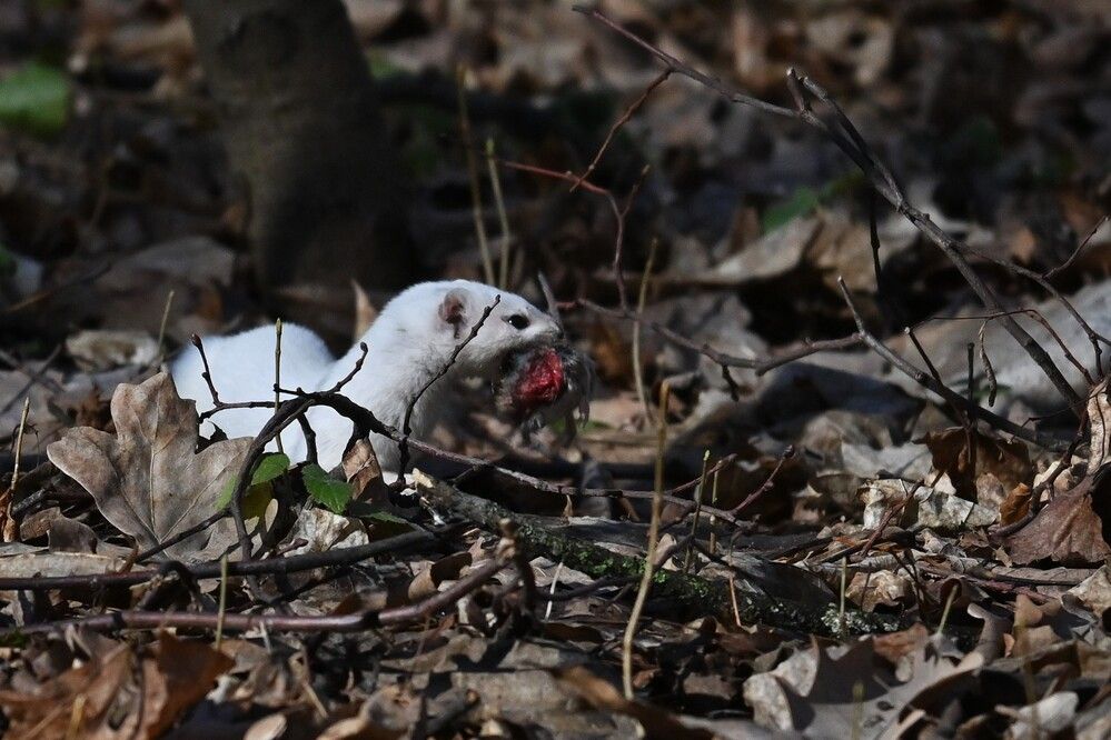 Фотография автора IRINA FILIPPOVA