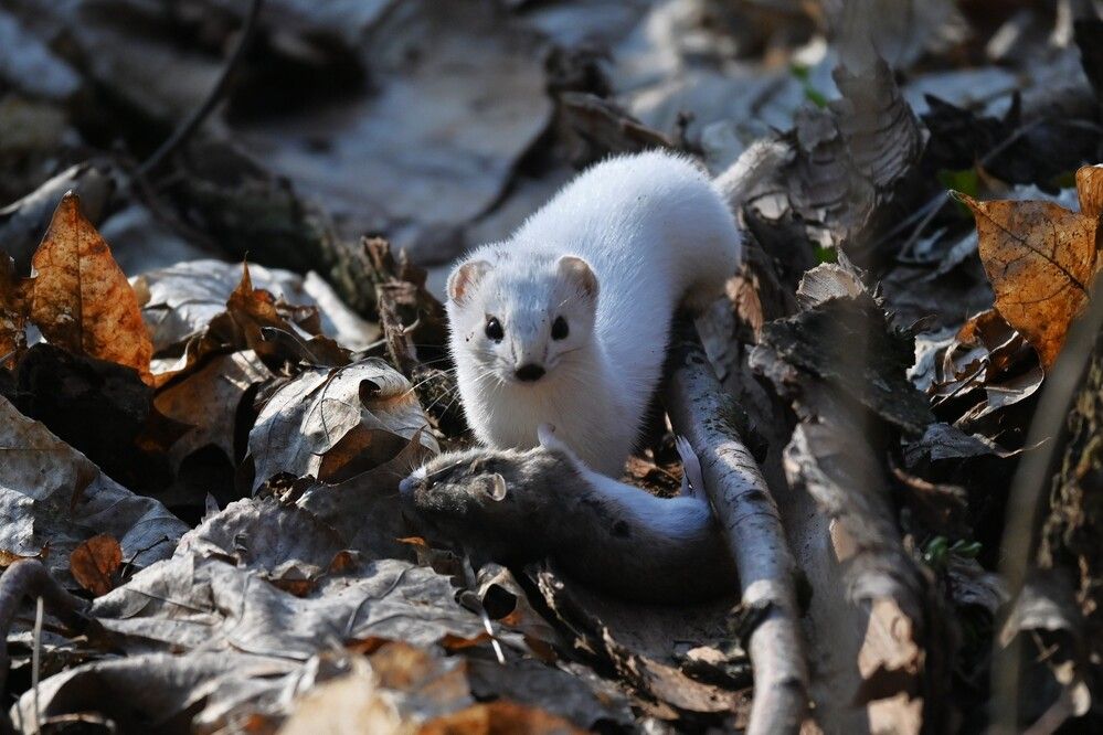 Фотография автора IRINA FILIPPOVA