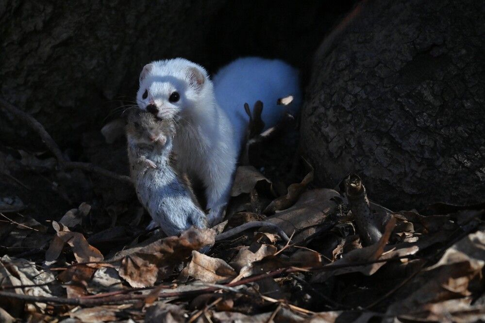 Фотография автора IRINA FILIPPOVA