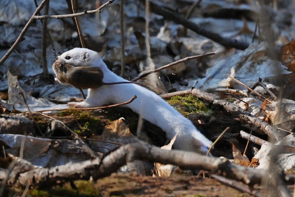 Фотография автора IRINA FILIPPOVA