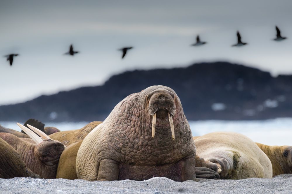 Photograph by Sophie Abuhazera