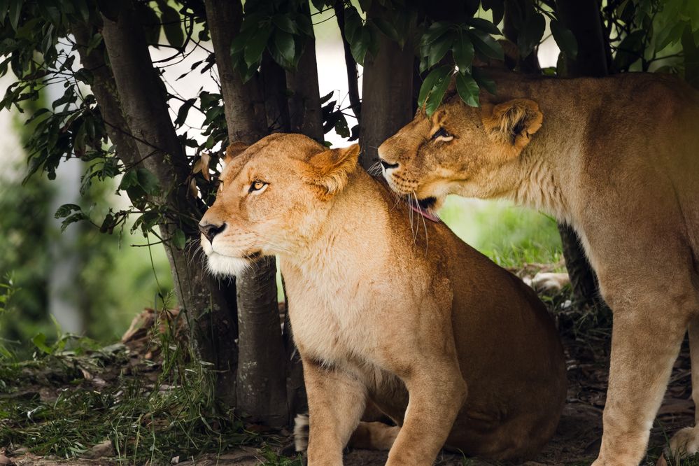 Photograph by KOHAGI