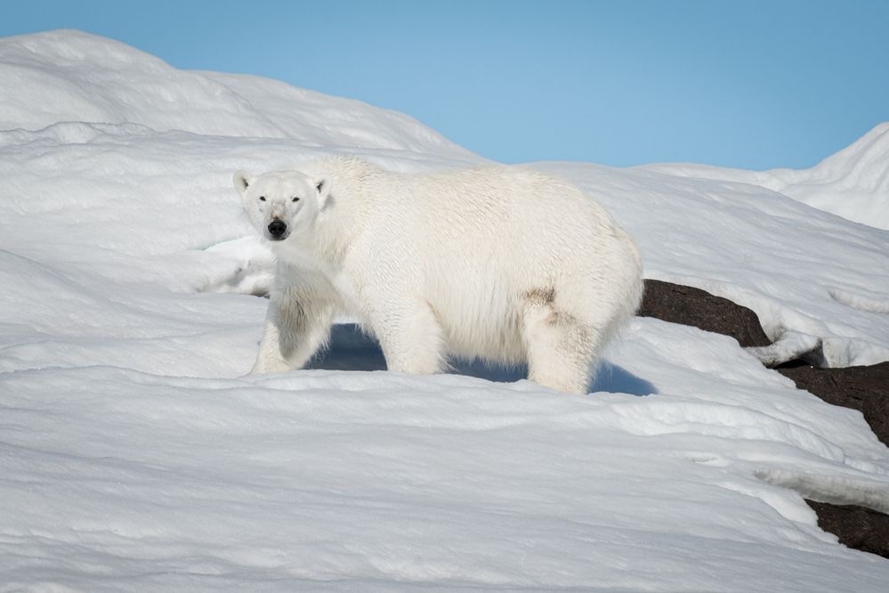 Фотография автора Sophie Abuhazera