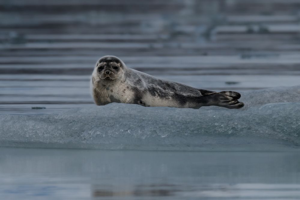 Фотография автора Sophie Abuhazera