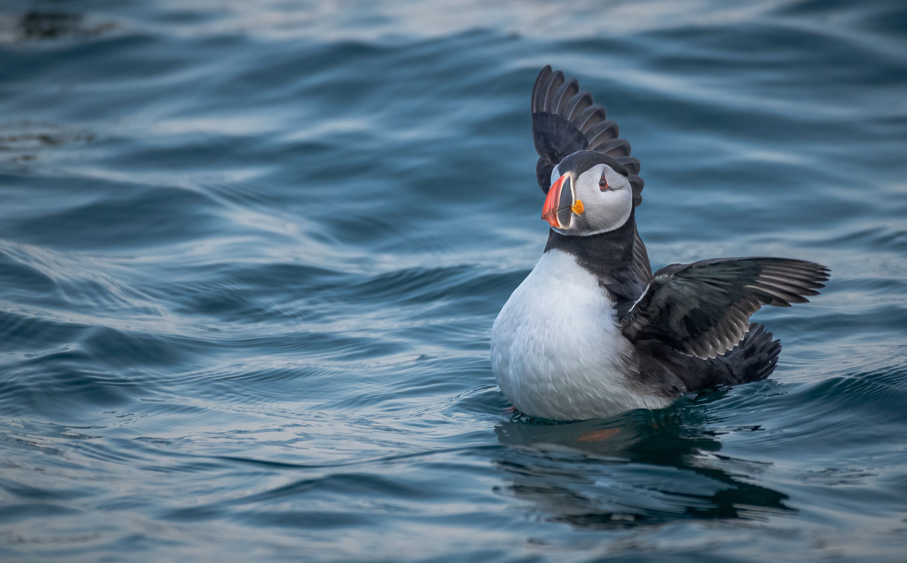 Wings of the Atlantic
