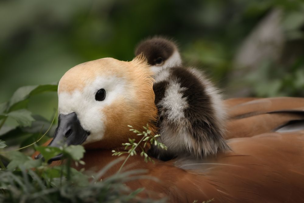 Photograph by KOHAGI